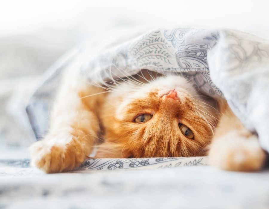 Кастрація котів