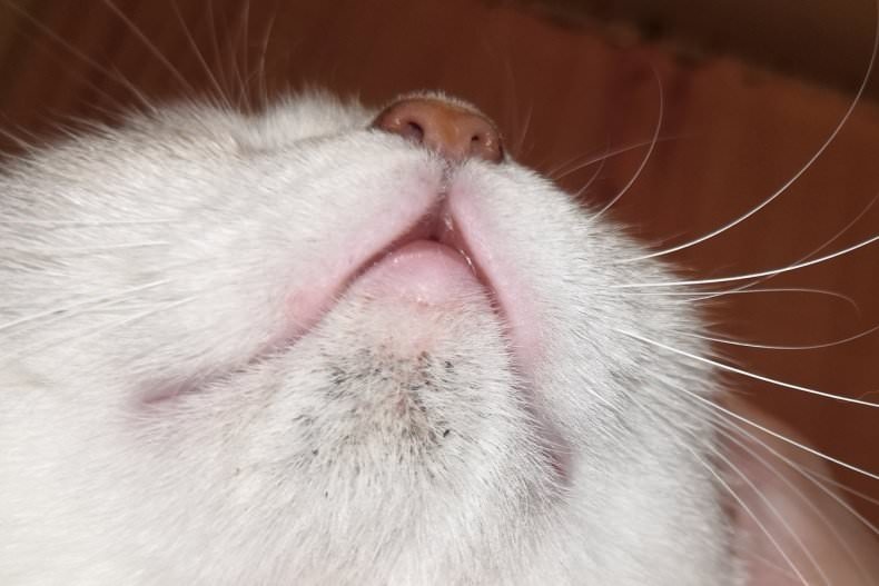 Акне у котів