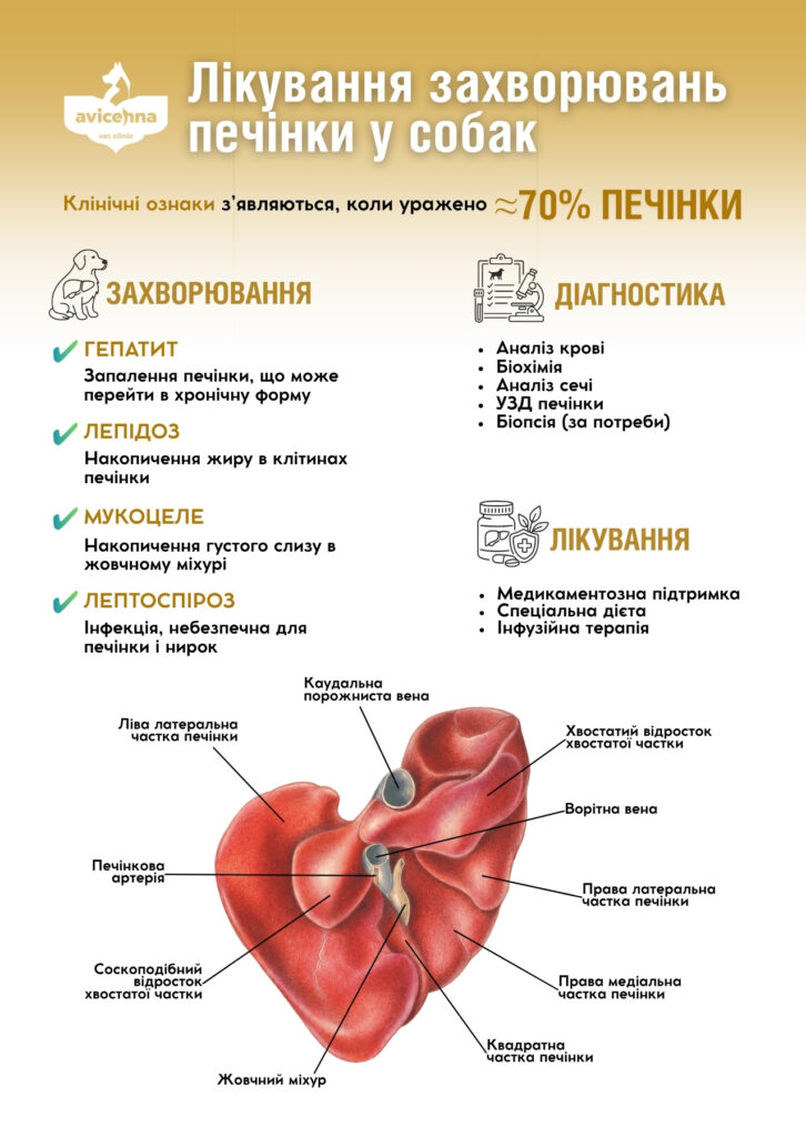 Лікування захворювань печінки у собак