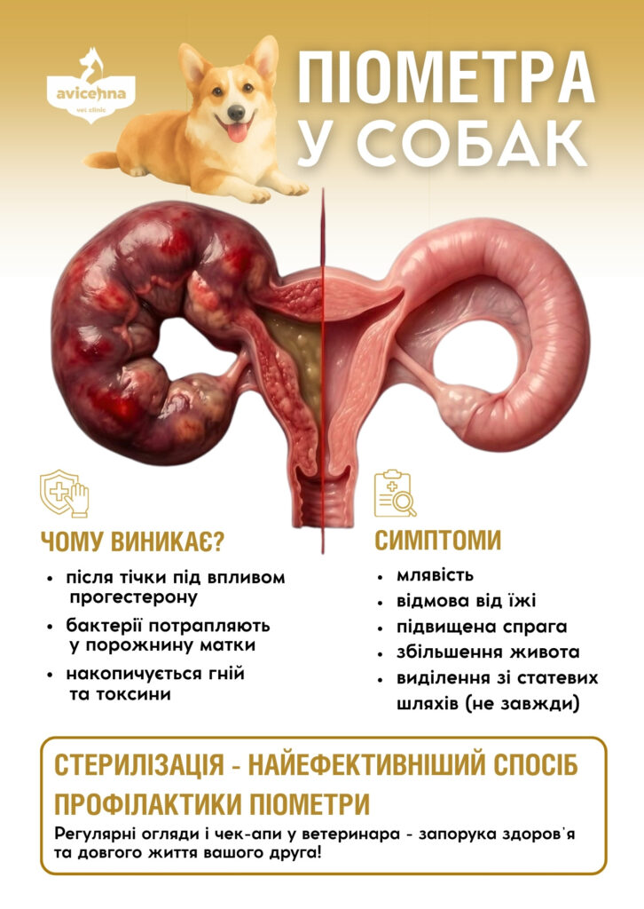 Стерилізація собаки при піометрі: чи є інші варіанти?