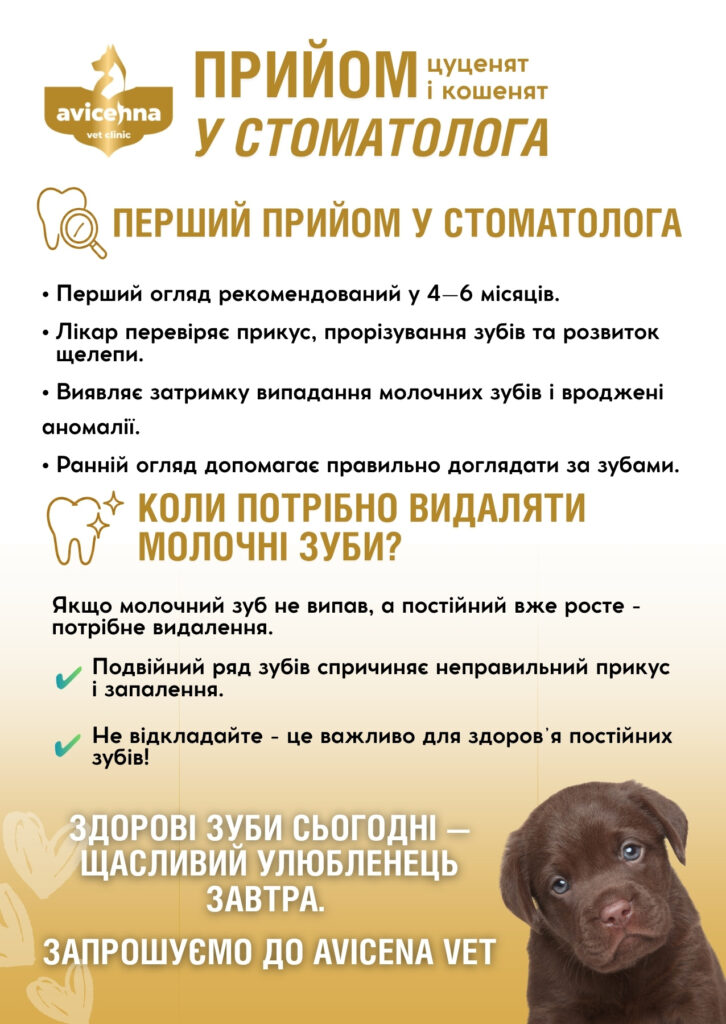 Прийом цуценят і кошенят у стоматолога. Про що говоримо?