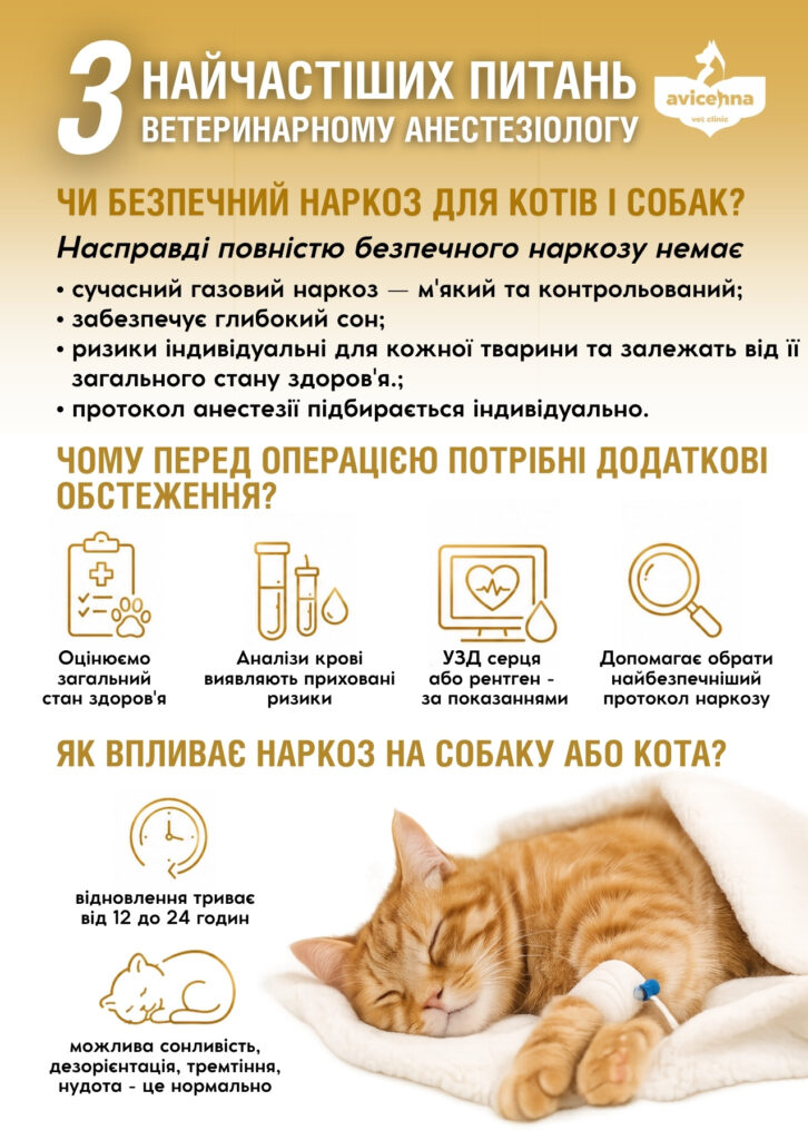 Ветеринарний анестезіолог. 3 найчастіших питання