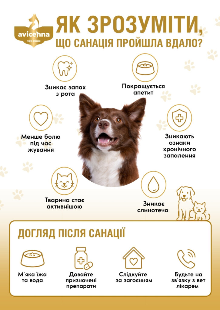 Як зрозуміти, що санація ротової порожнини у кота або собаки пройшла вдало?