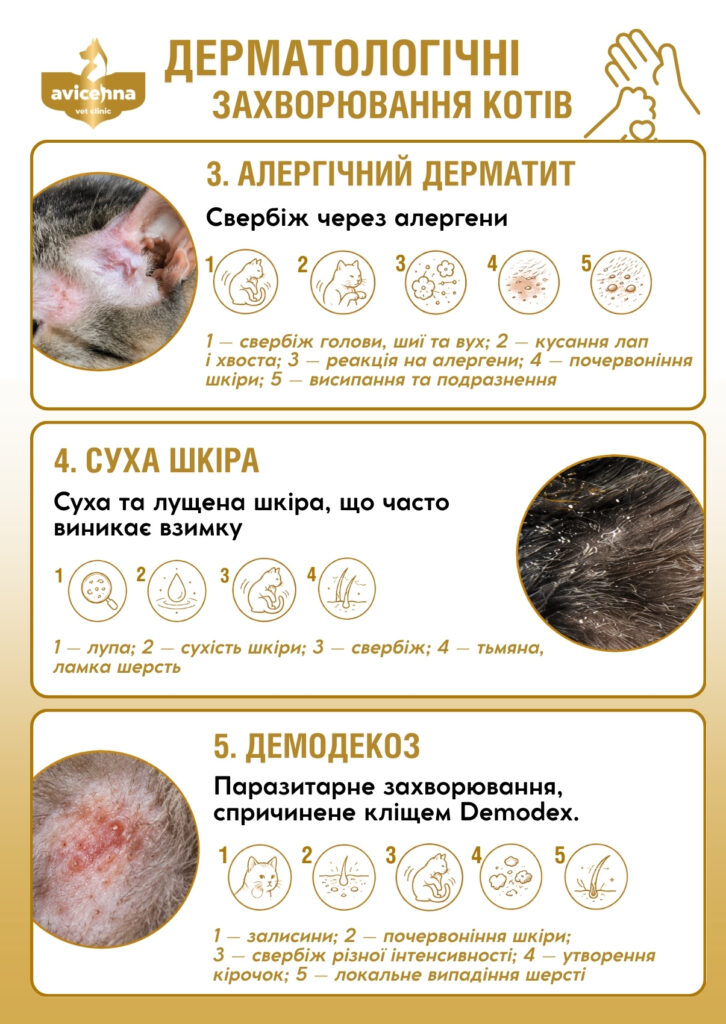Дерматологічні захворювання котів