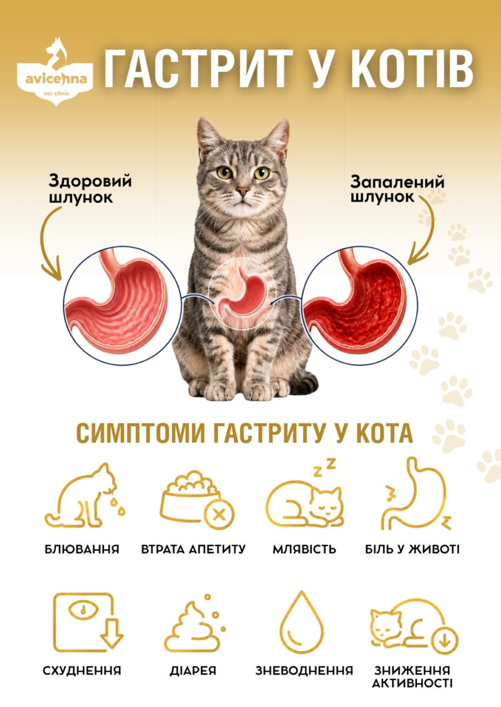 Гастрит у котів: як діагностувати, чим годувати?