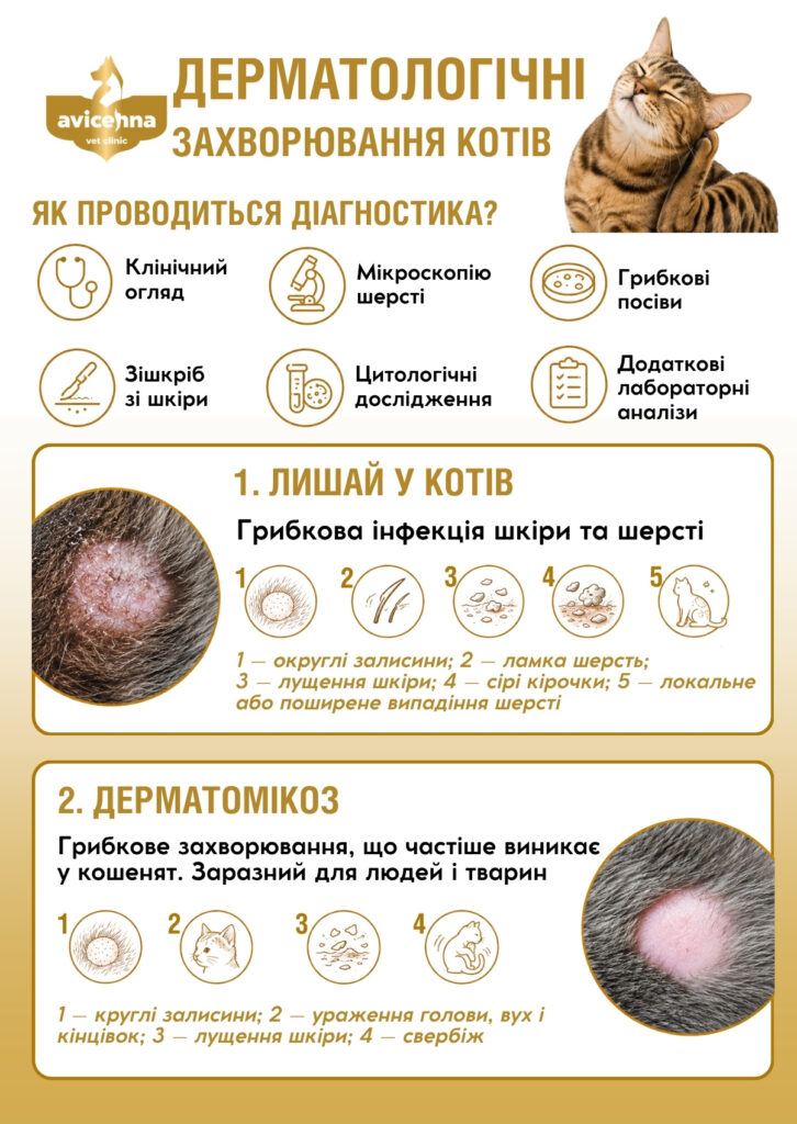 Дерматологічні захворювання котів