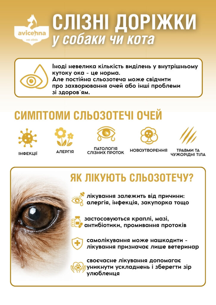 Слізні доріжки у собаки чи кота