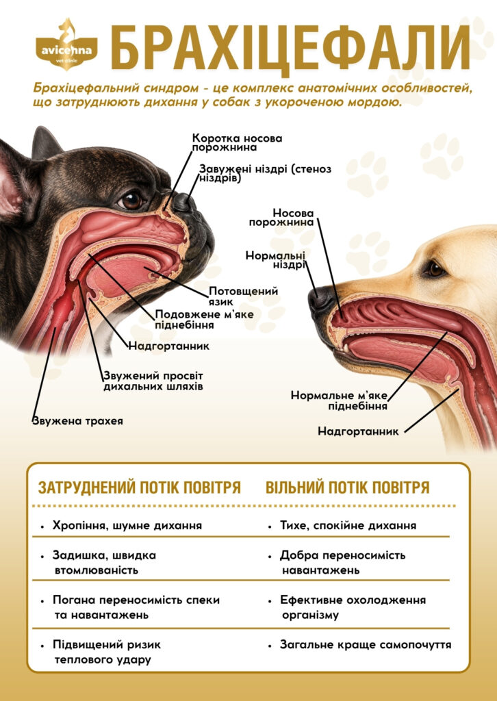 Брахіцефалічний синдром у собак і котів: де межа між породною особливістю і хворобою
