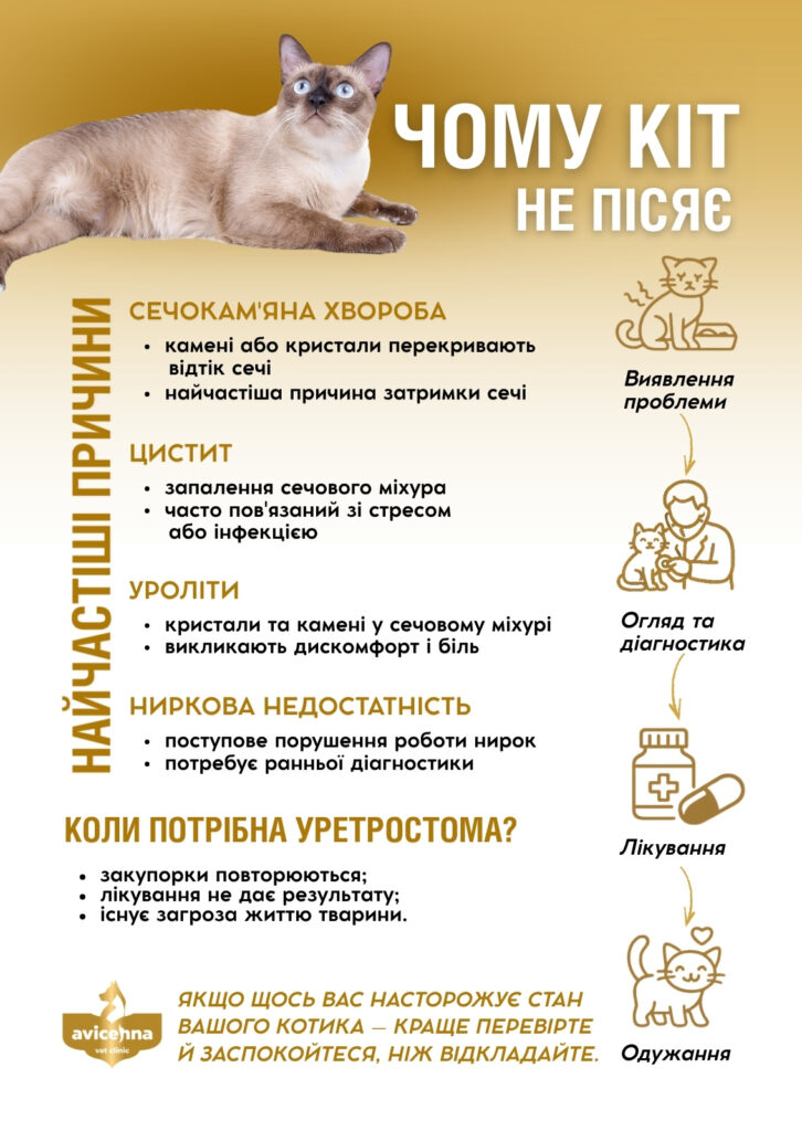 кіт не пісяє