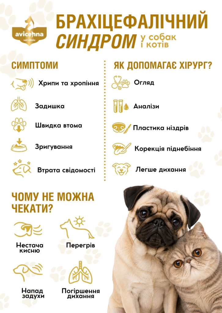 Брахіцефалічний синдром у собак і котів
