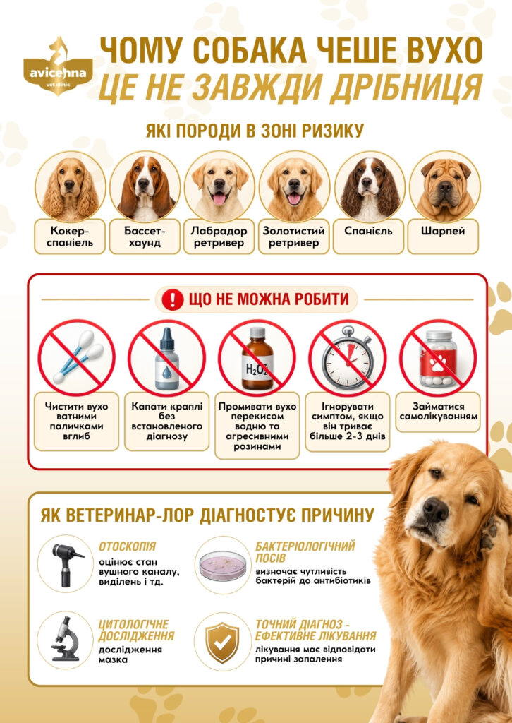 Почему собака чешет ухо – это не всегда мелочь