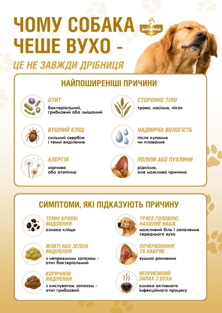 Чому собака чеше вухо – це не завжди дрібниця