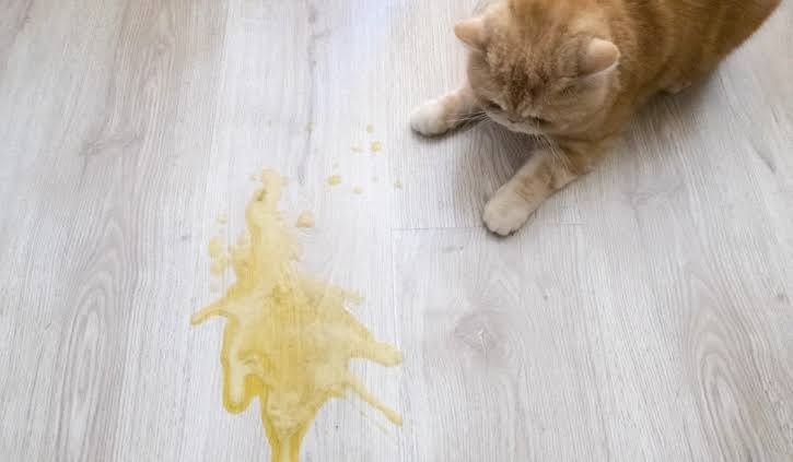 Блювання у котів і собак. Про що говорить?