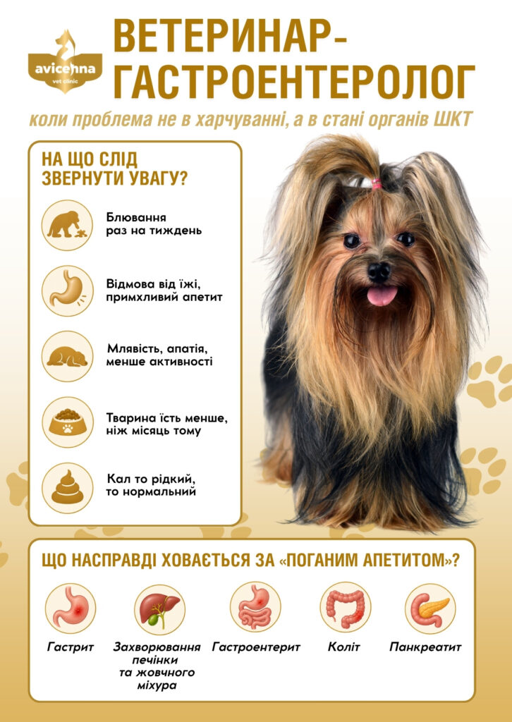 Ветеринар-гастроентеролог у Львові