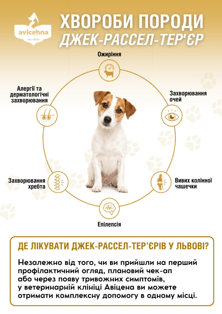 Хвороби породи джек-рассел-тер'єр