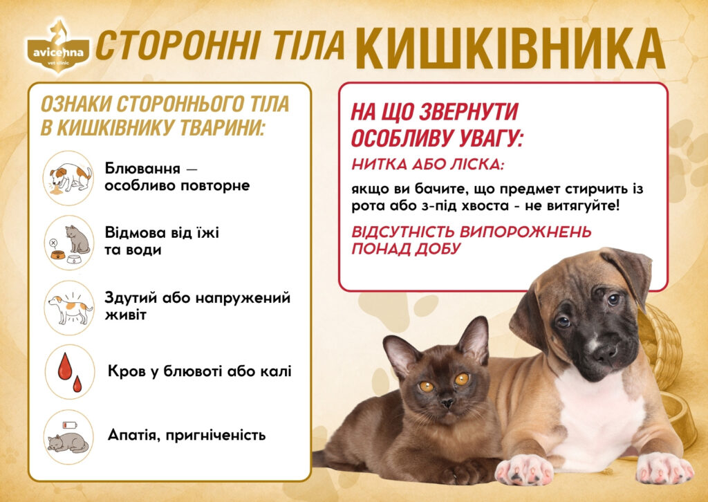 Екстрена хірургія для тварин у Львові