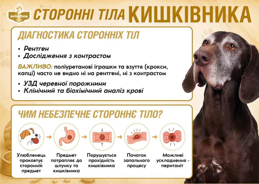 Консультація ветеринарного хірурга для тварин