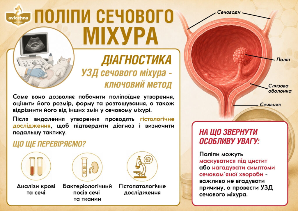 Прийом ветеринарного хірурга у Львові