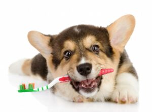 Проблемы с зубами у собак мелких пород
