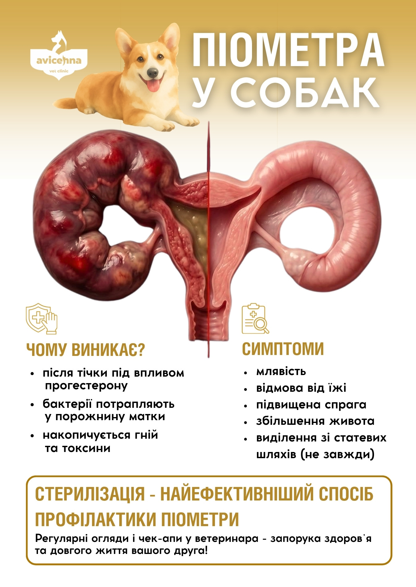 Консультація ветеринара у Львові