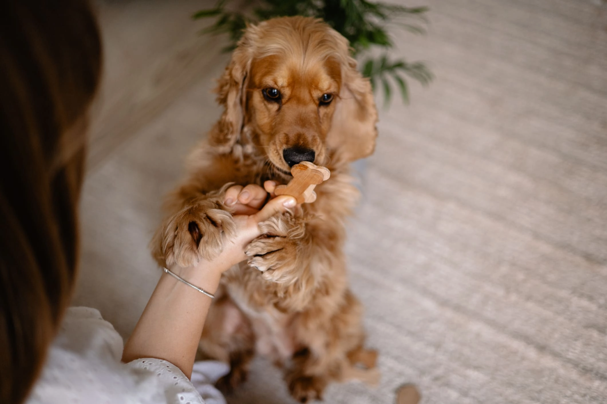 З якими проблемами стикаються власники тварин і плюси володіння котом або собакою