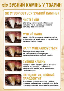 Зубний камінь у тварин: коли чистка зубів стає питанням здоров’я