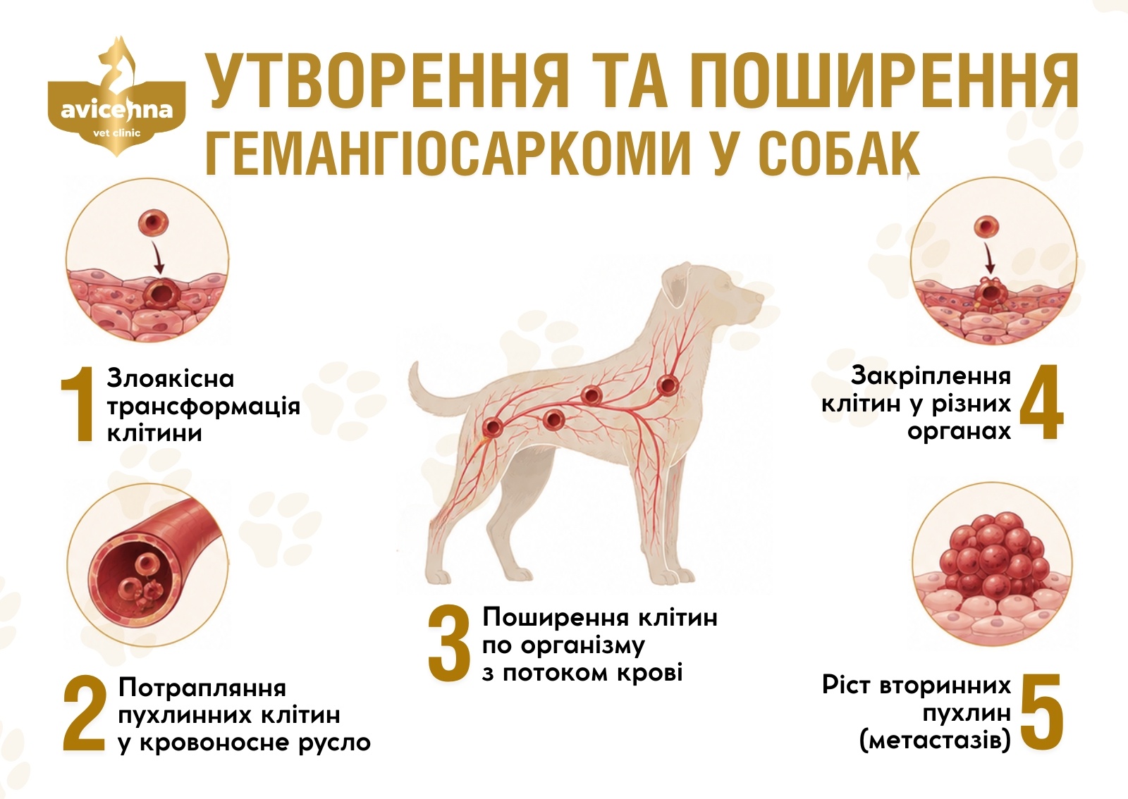 Онко огляд для тварин Львів