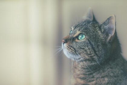Чому кішка відмовляється від їжі? ТОП 10 причин