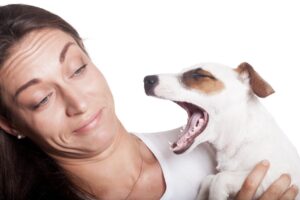 Як має пахнути з пащі у собаки?