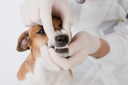 Видалення молочних та постійних зубів у собак