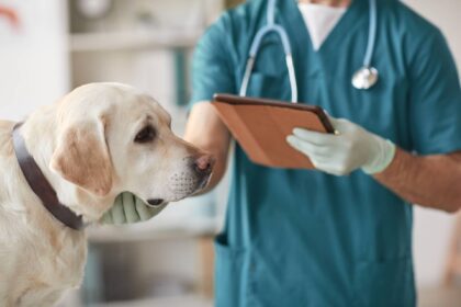 Видалення новоутворень у собак: піометра, пухлини молочної залози