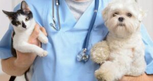 Вакцинація кішок та собак. Навіщо вона потрібна?